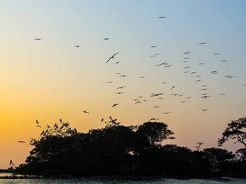 5. Visit to the island of the birds